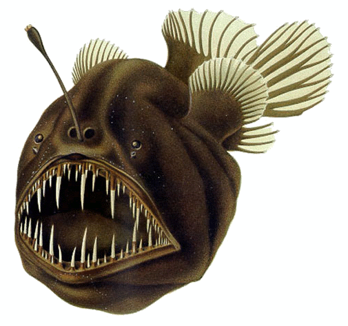A humoback Anglerfish