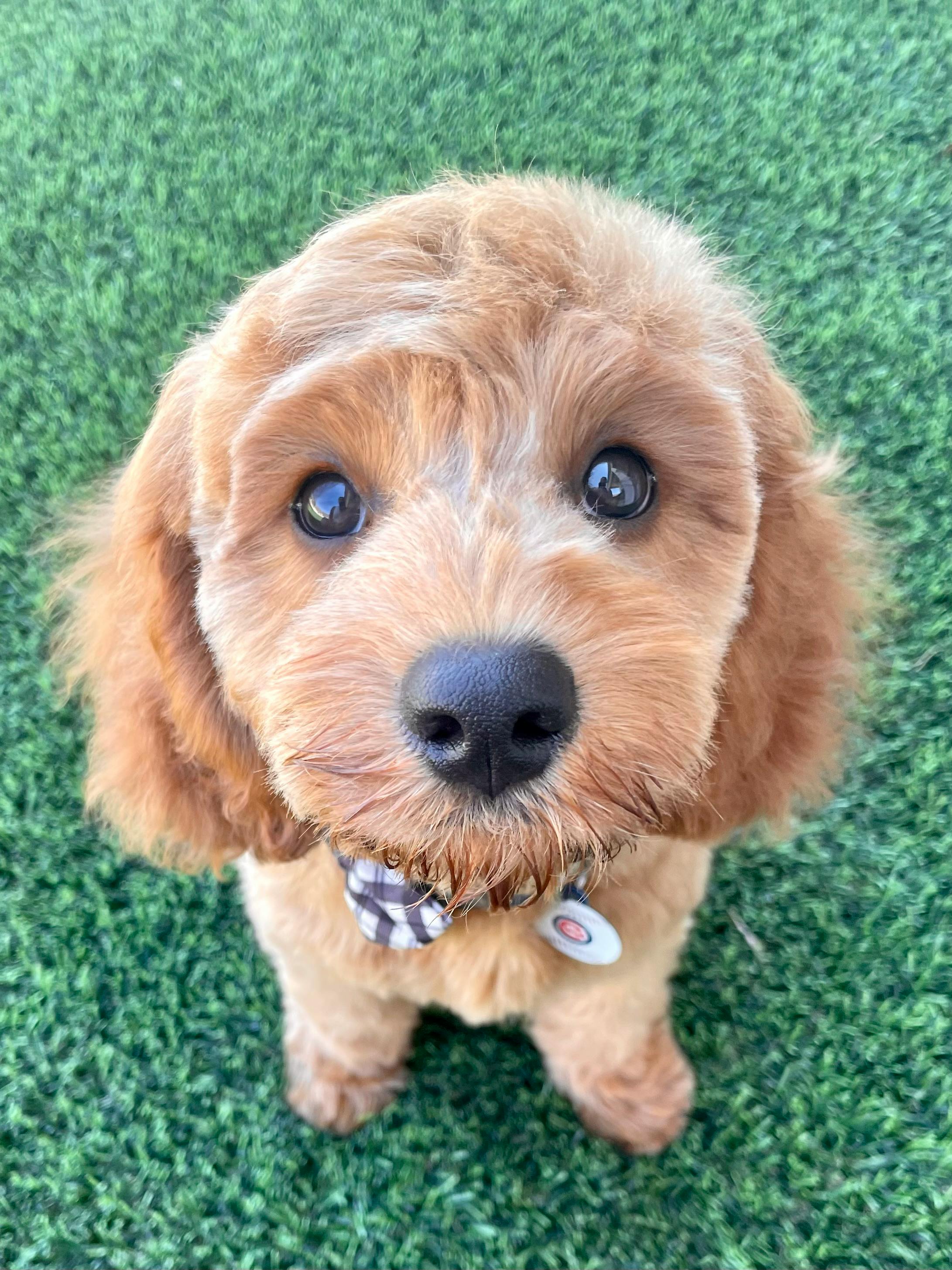 cavapoo
