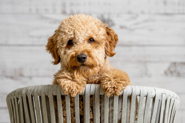 cavapoo