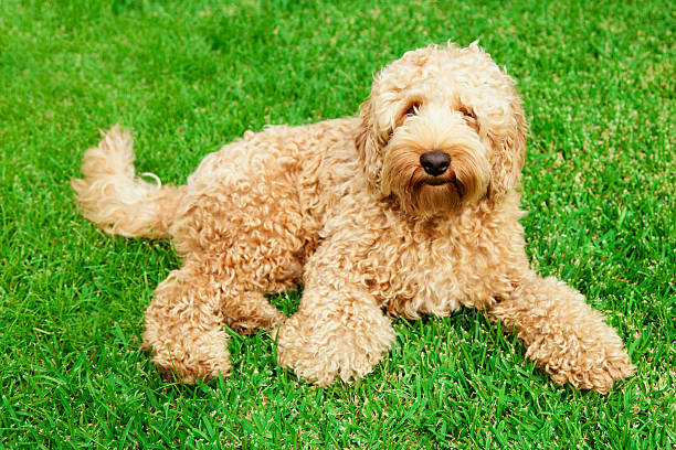 cavapoo