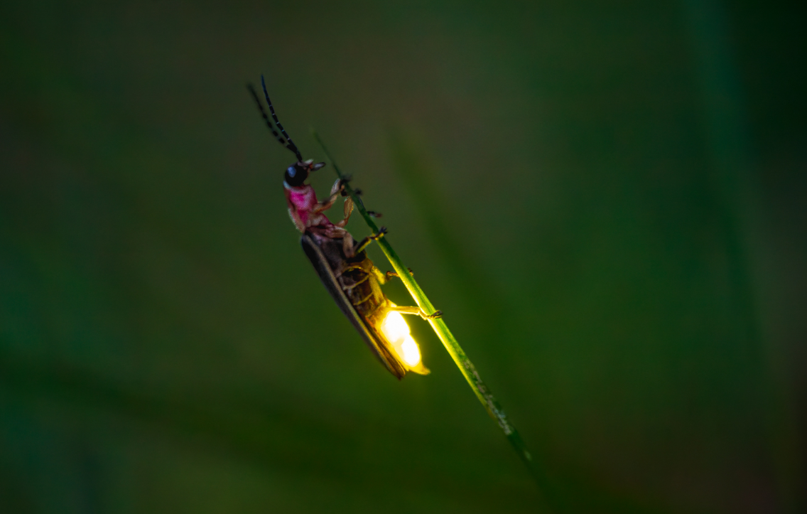 Firefly
