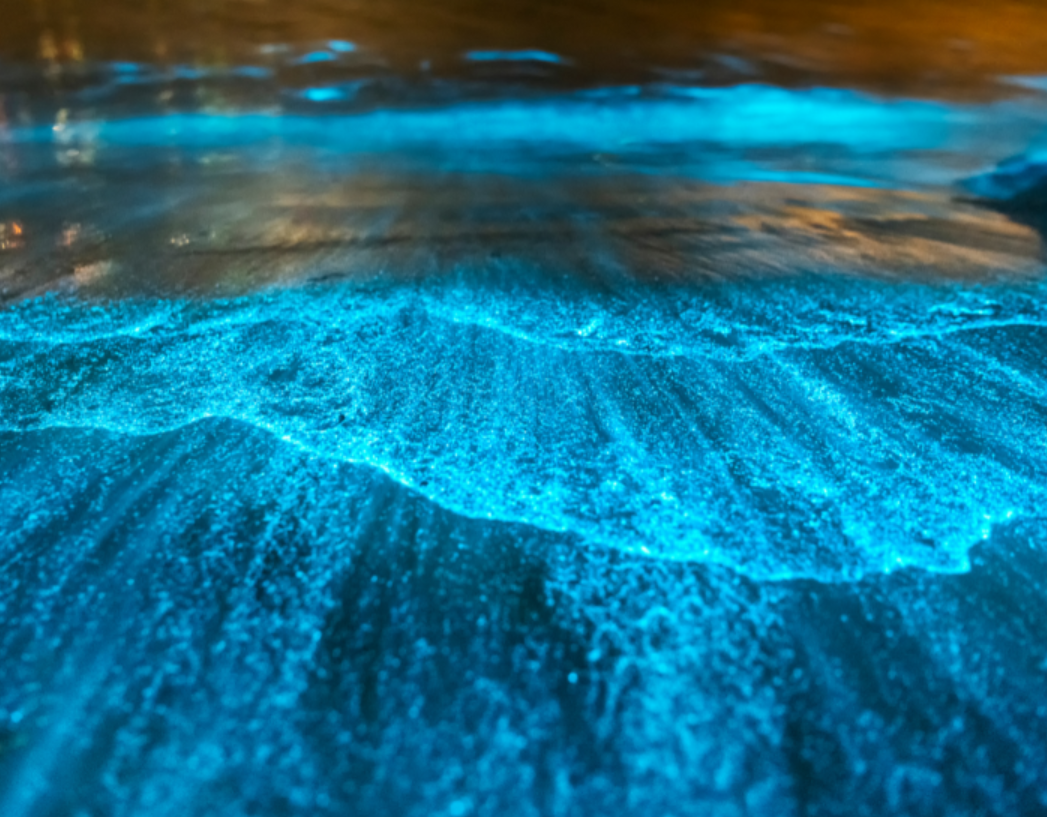 Coastal Bioluminescence