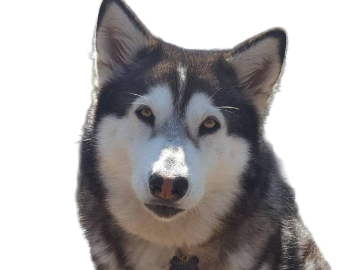 Adult Dog Food