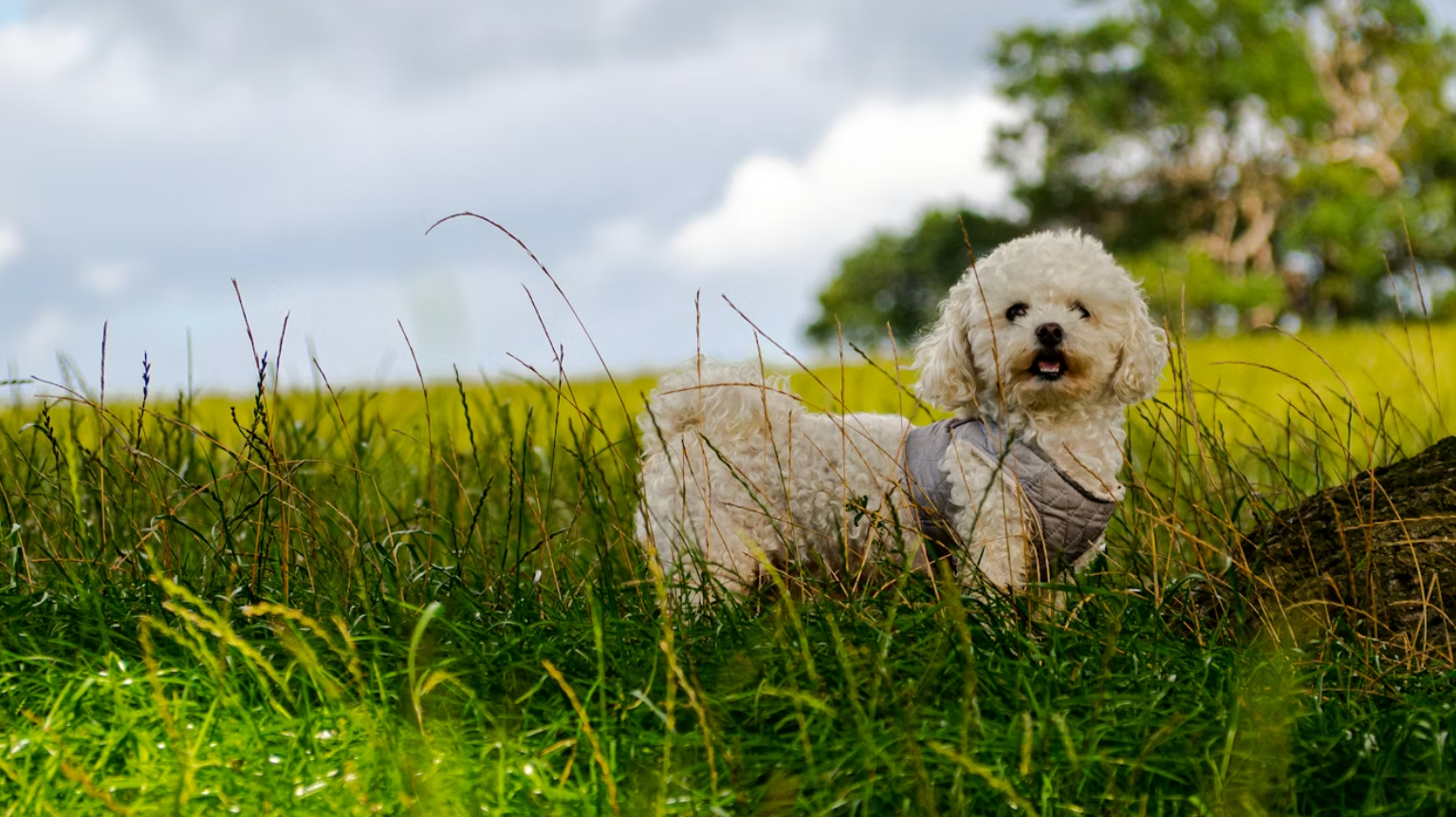 Dog Food Hero Image