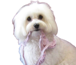 Puppy Food