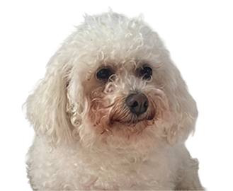 Senior Dog Food