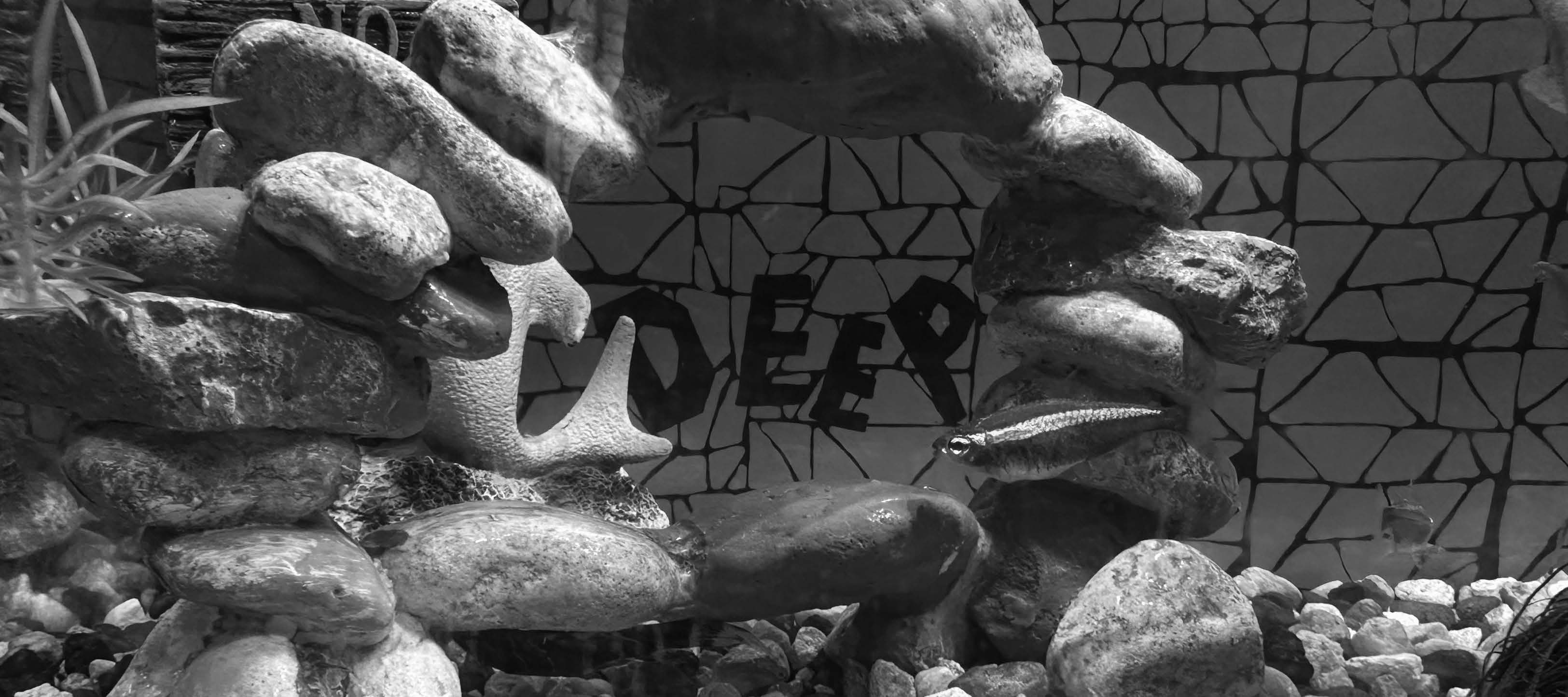 Deep inside of a fish tank