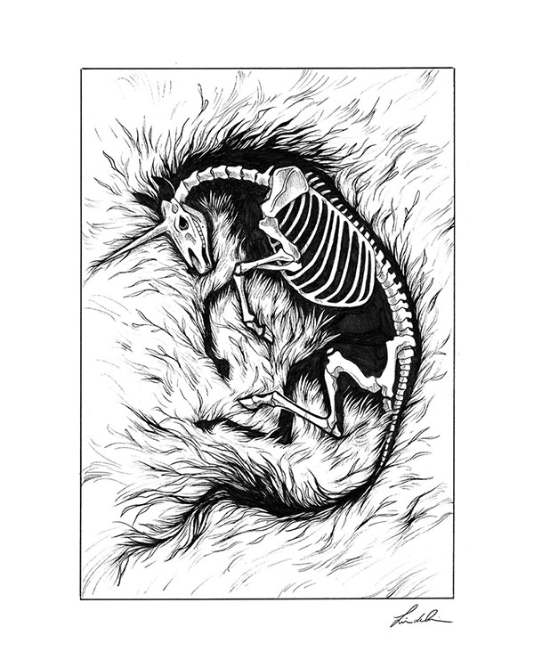 Ink drawing of a unicorn with an x-ray view of its bones