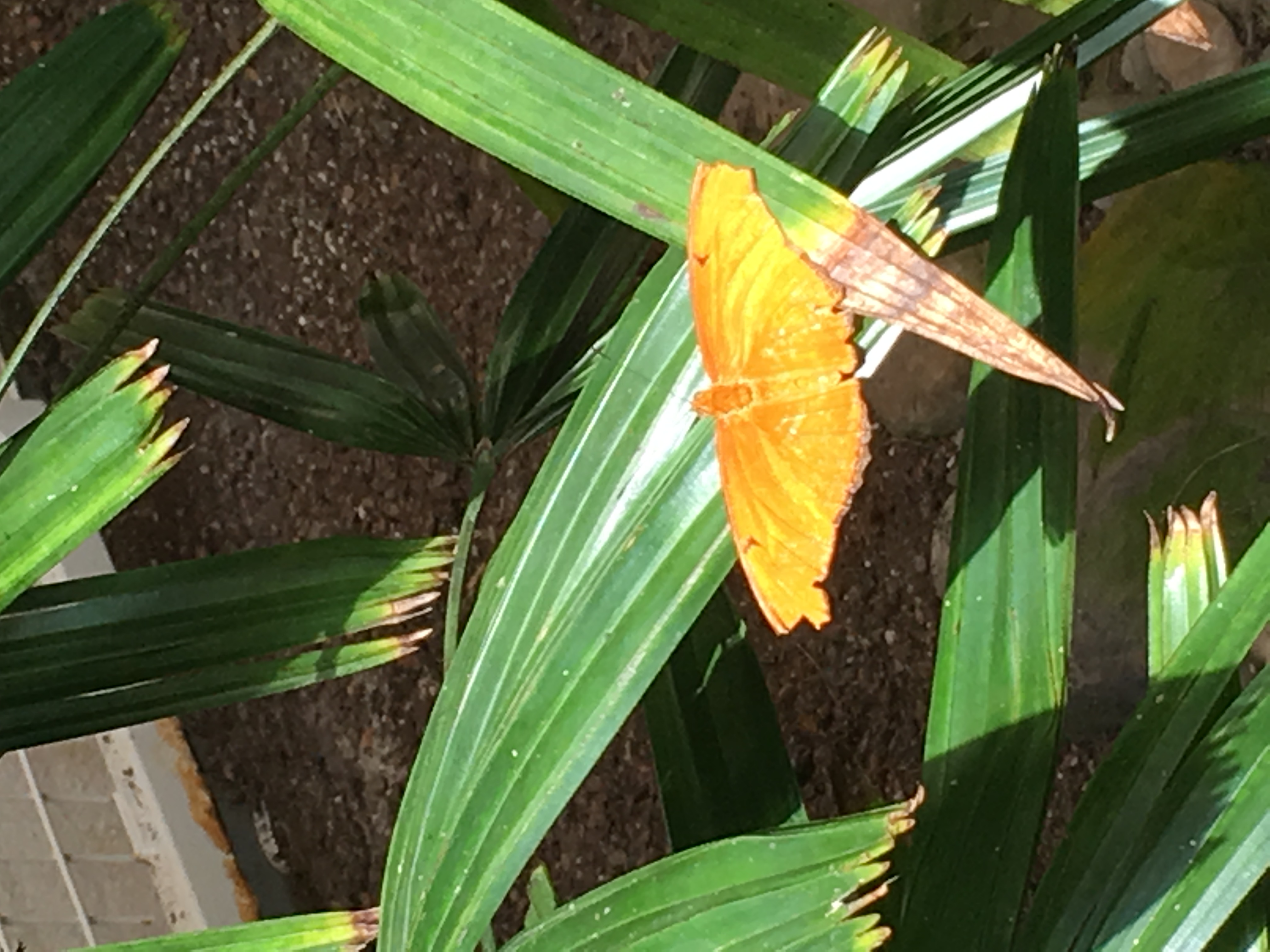 butterfly on leaf