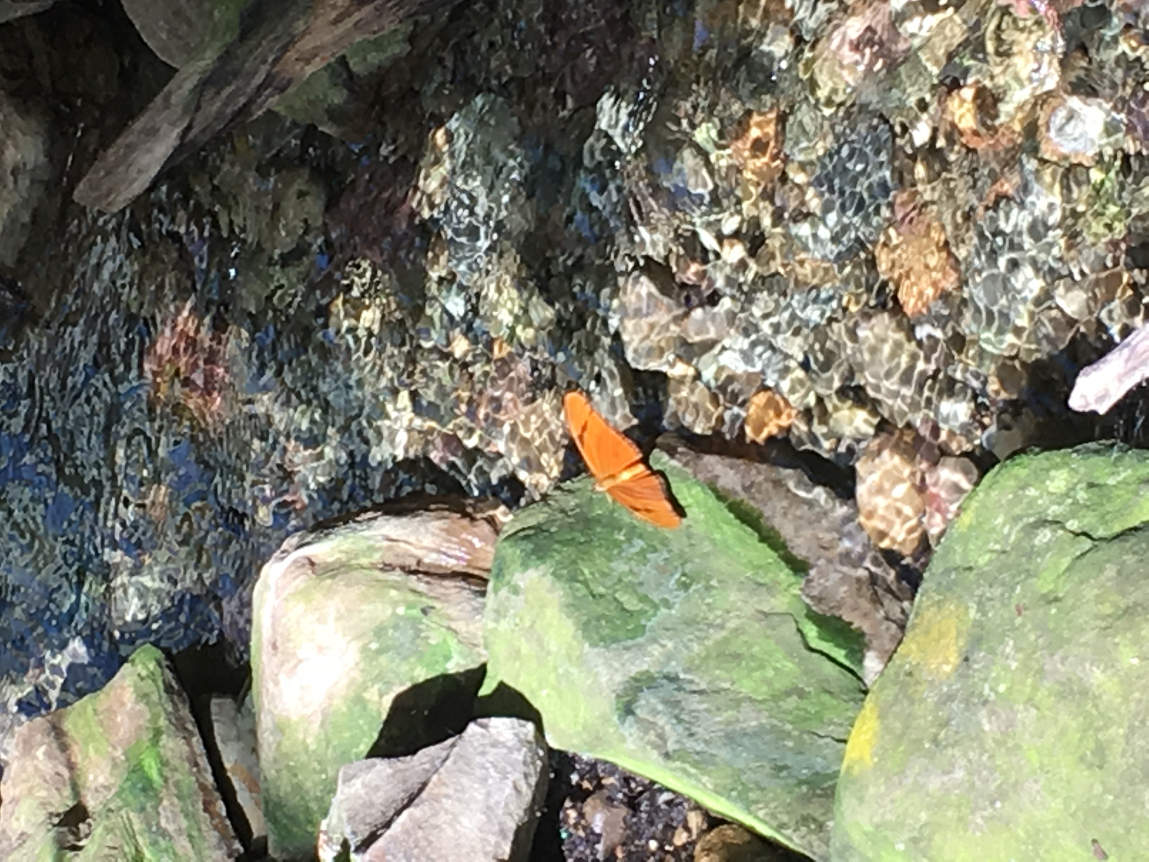 butterfly on rock