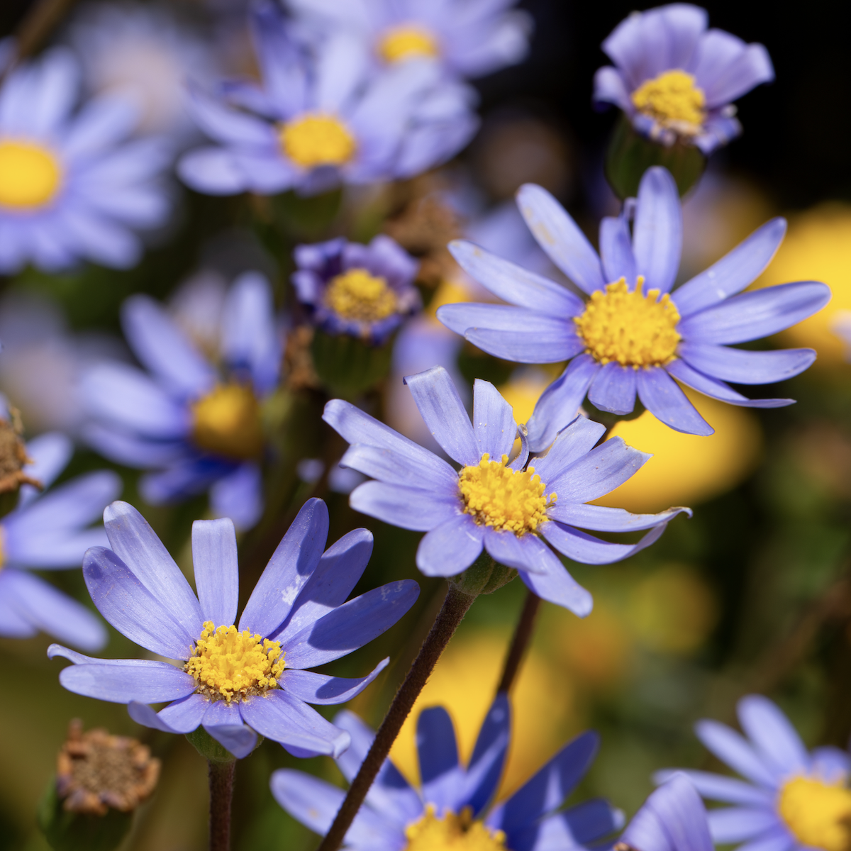 Blue-tinted daisy flower