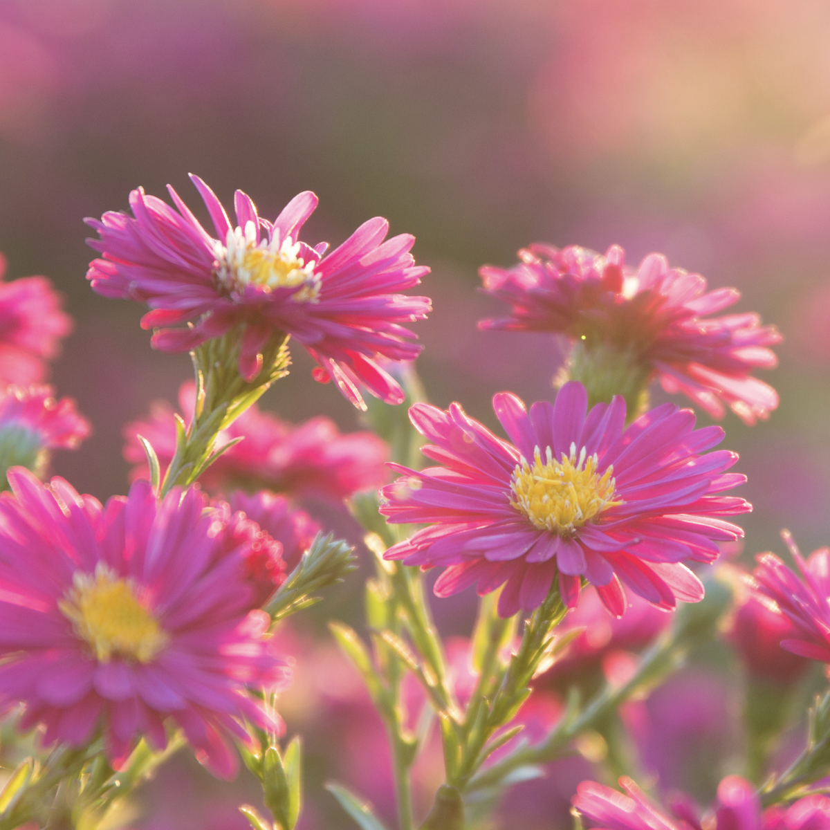 Soft pink daisy petals