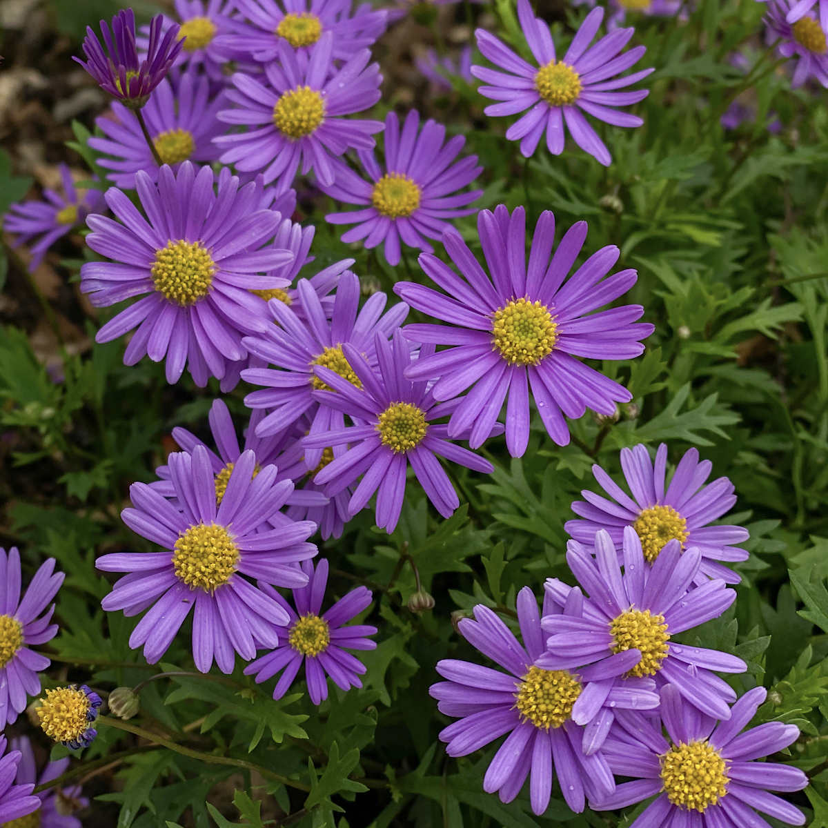 Purple daisy blossom