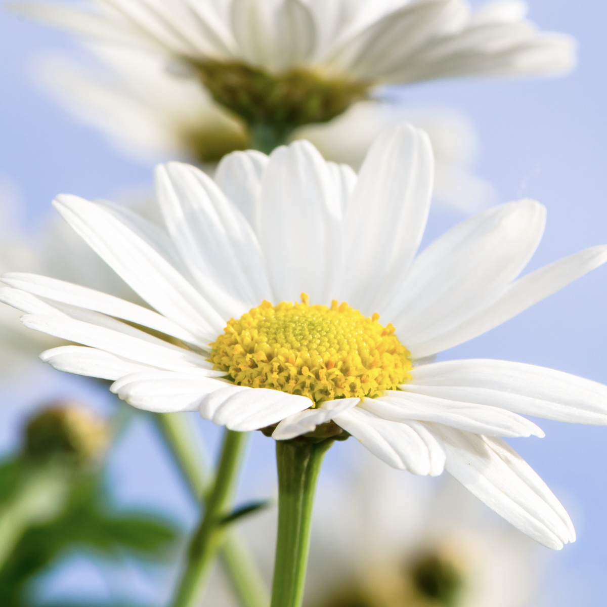 White daisy with yellow center
