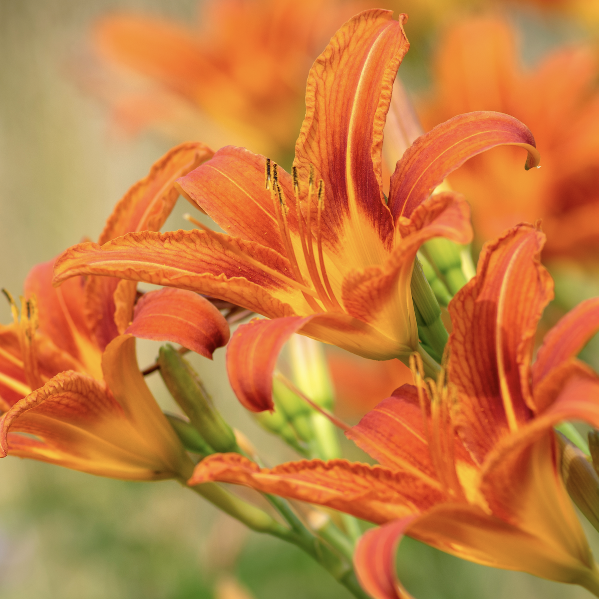 Bright orange tiger lily