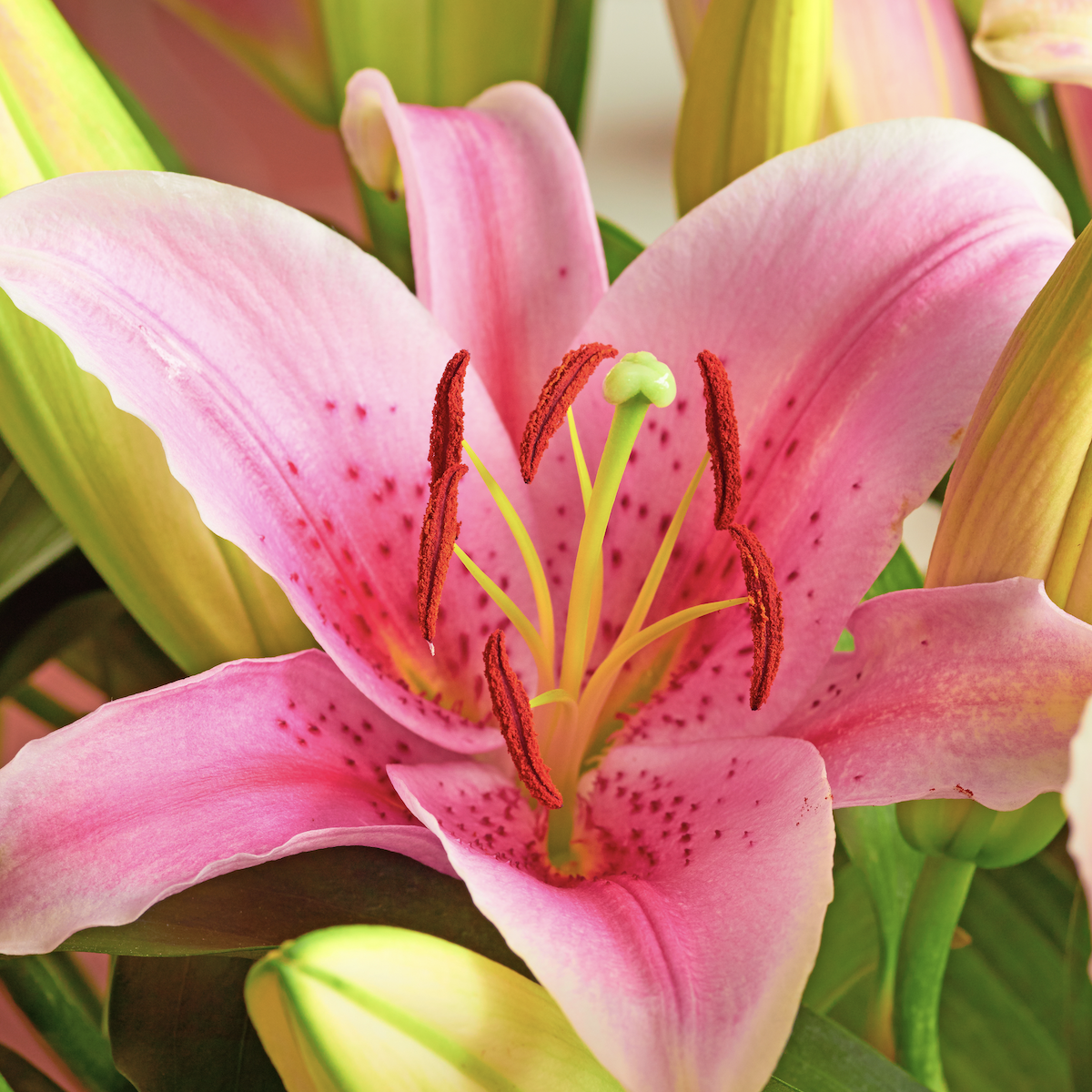 Pink lily petals with soft gradient