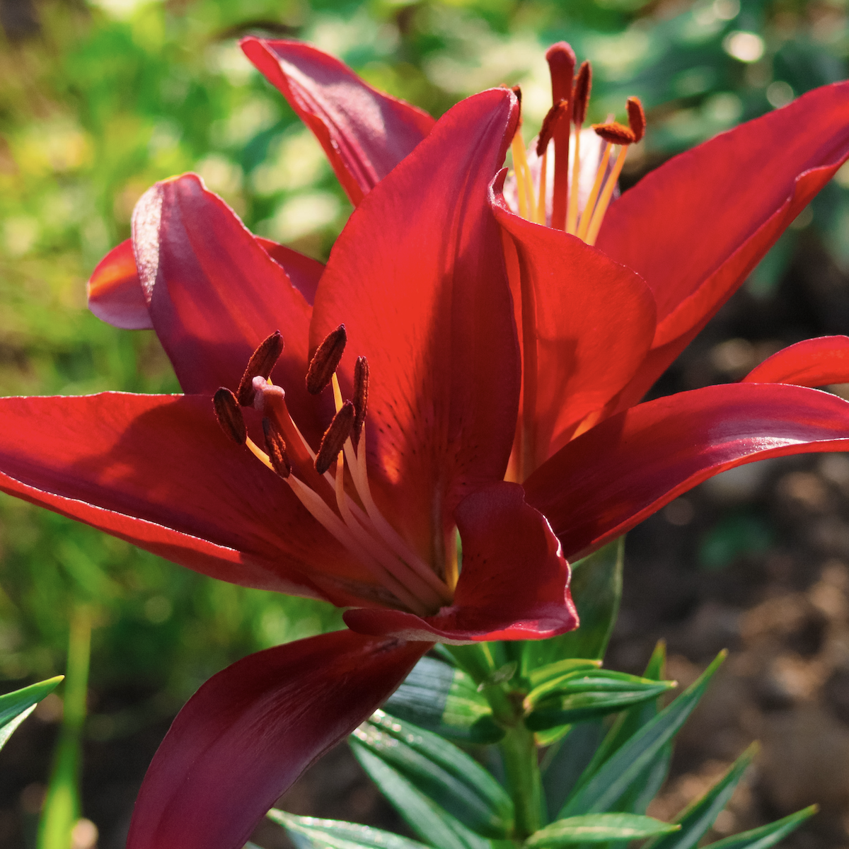 Deep red lily