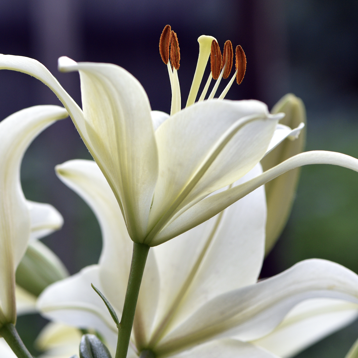 White lily in bloom