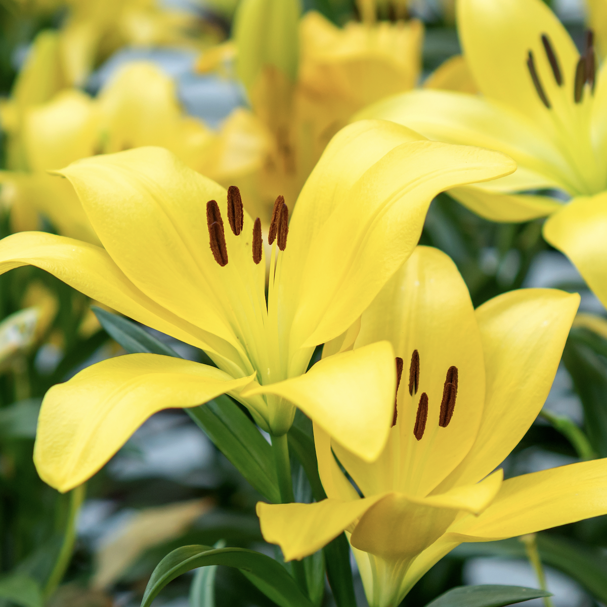 Yellow lily in sunlight