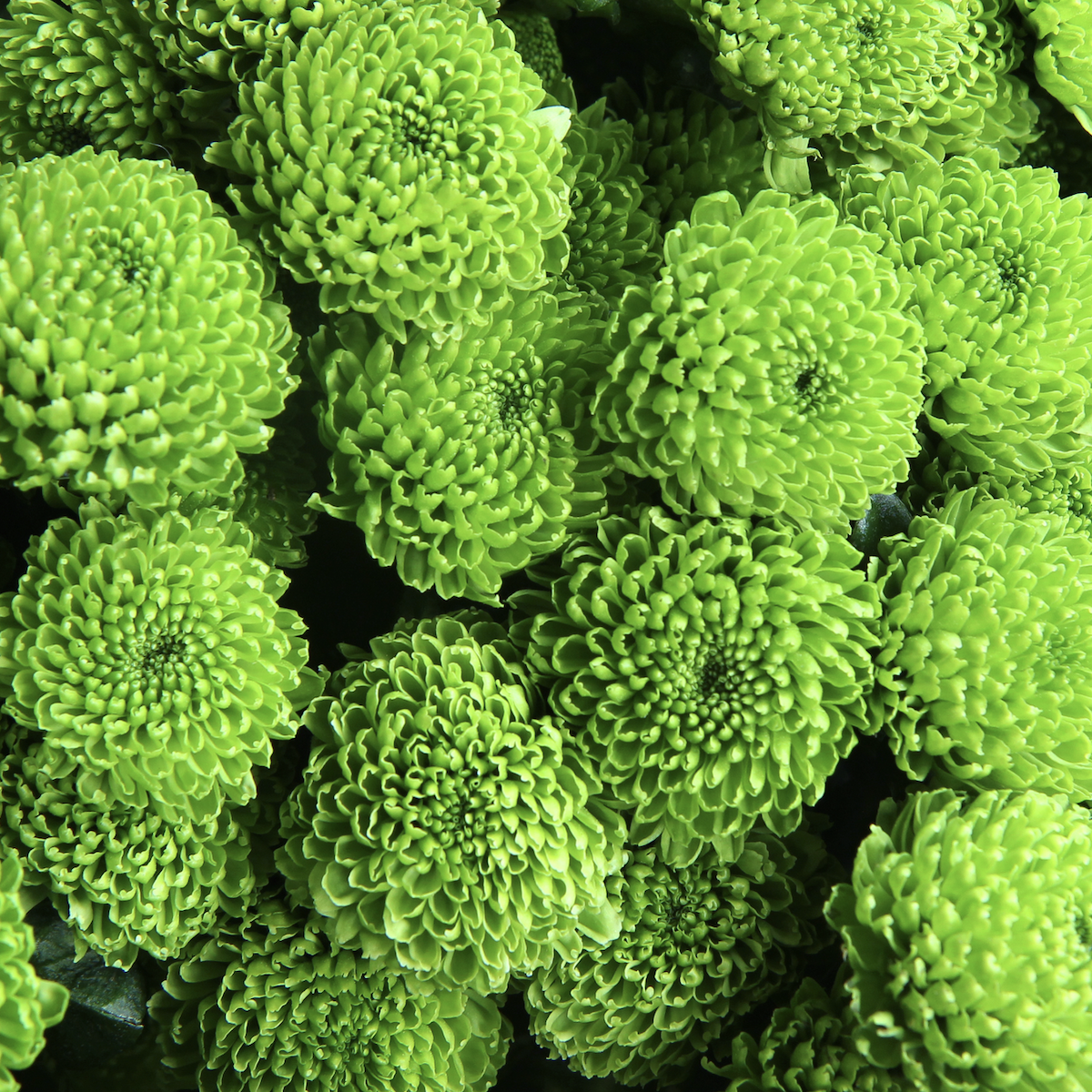 Chrysanthemum flower close-up