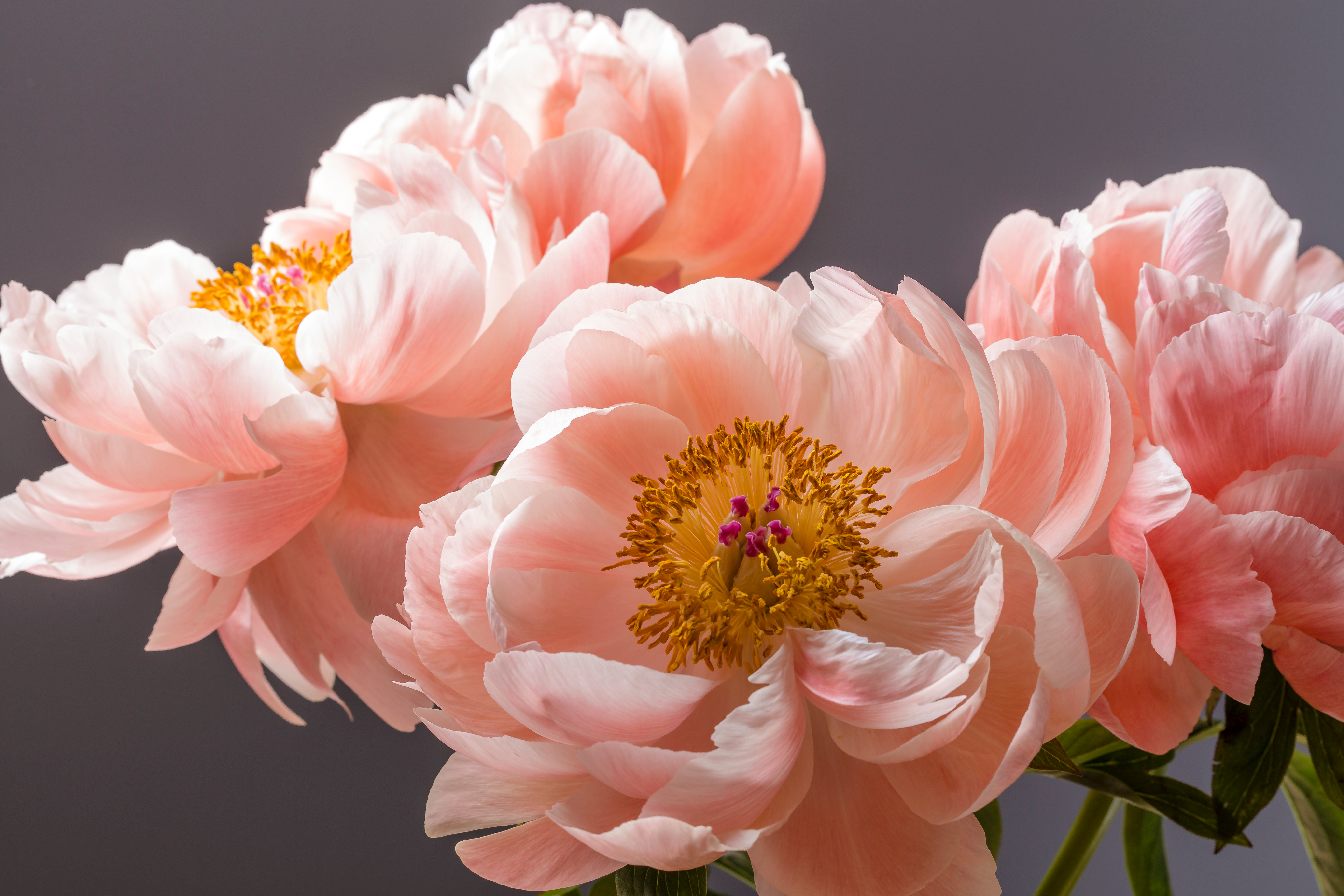 Pink peony with layered petals