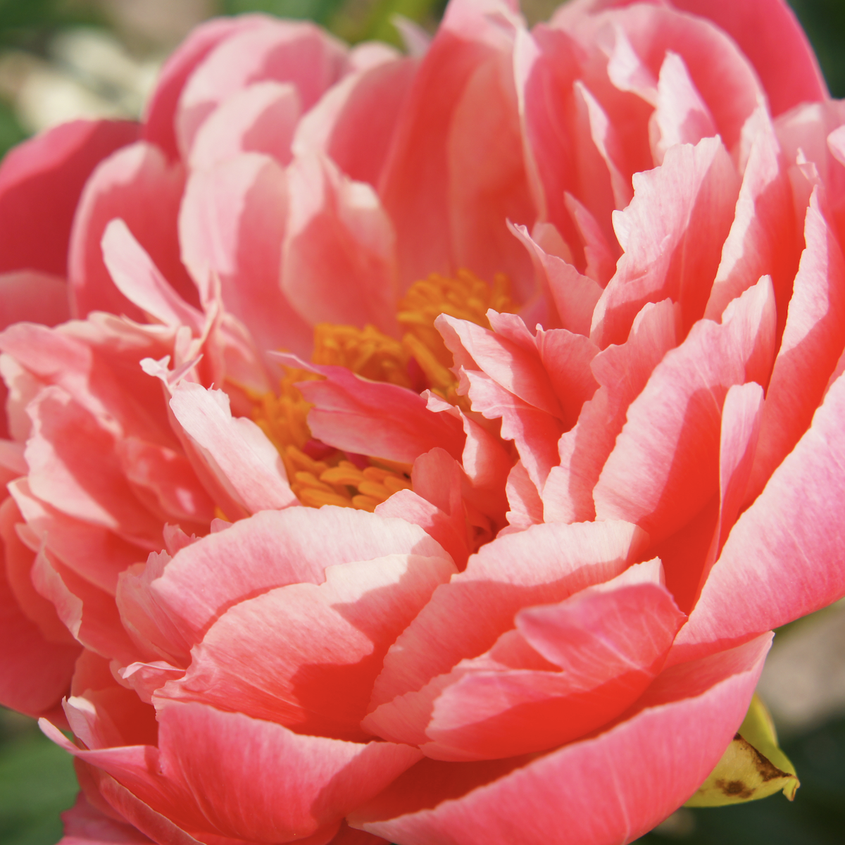 Coral-colored peony bloom