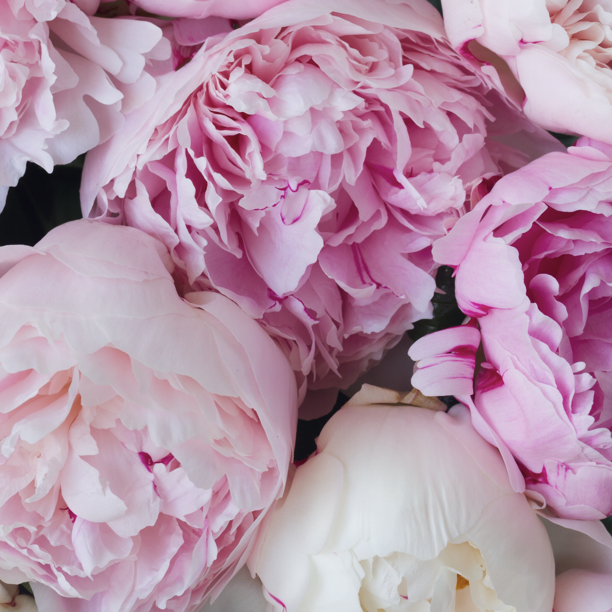 Soft pink peony bloom
