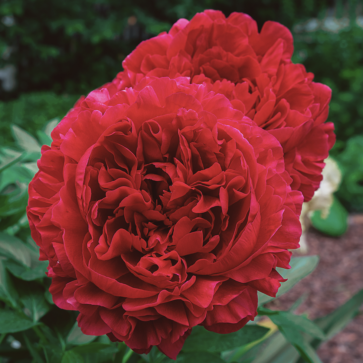 Deep red peony
