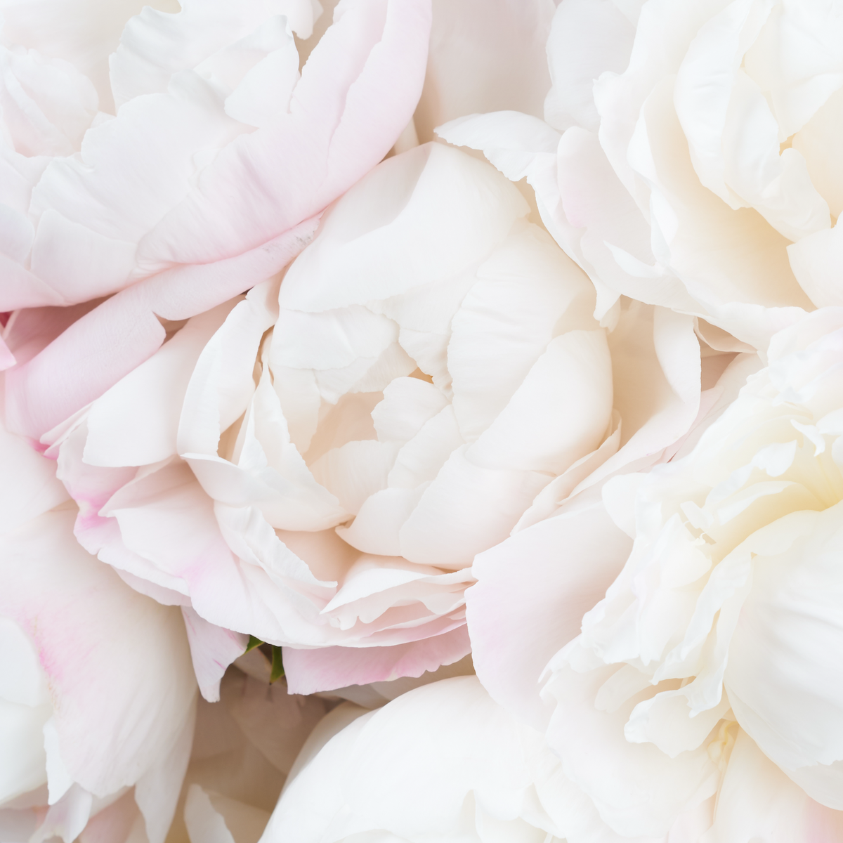 White peony petals