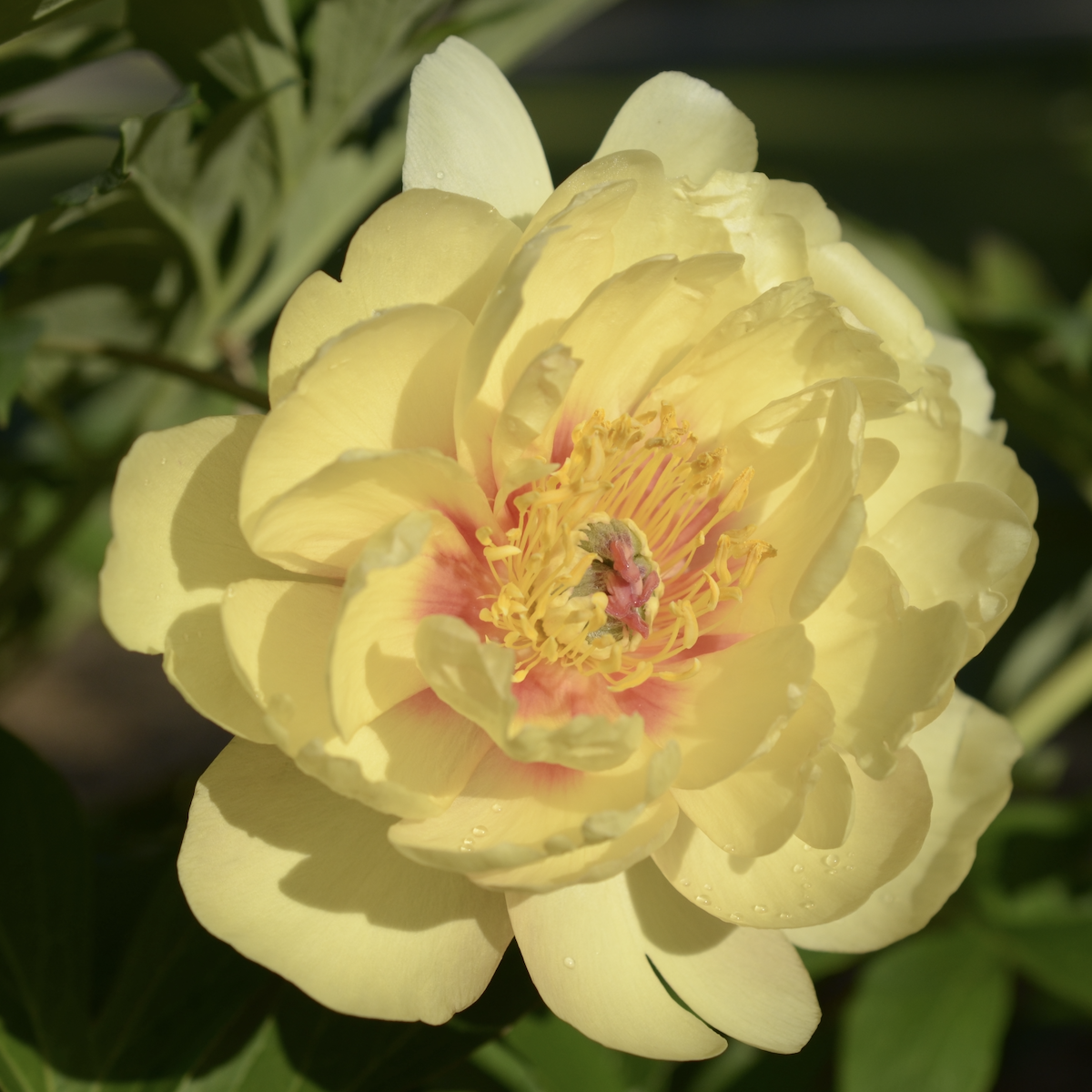 Yellow peony flower