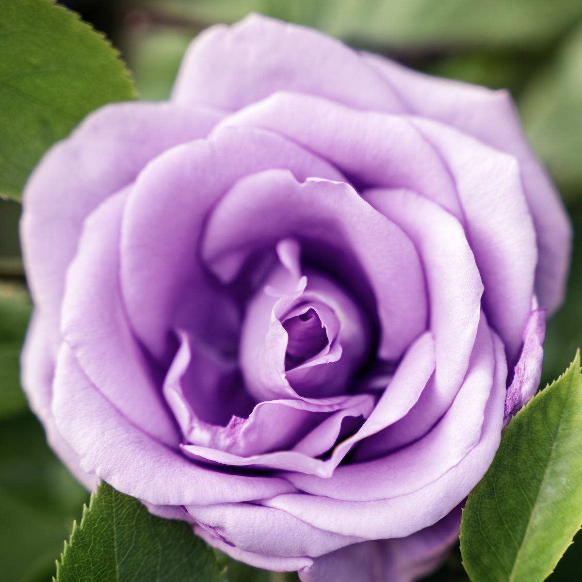 Lavender rose in bloom