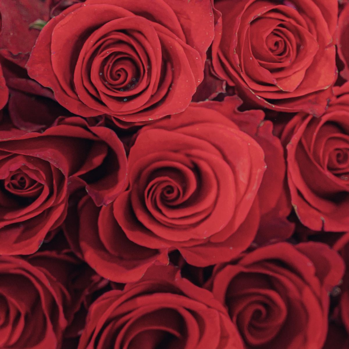 Red roses close-up