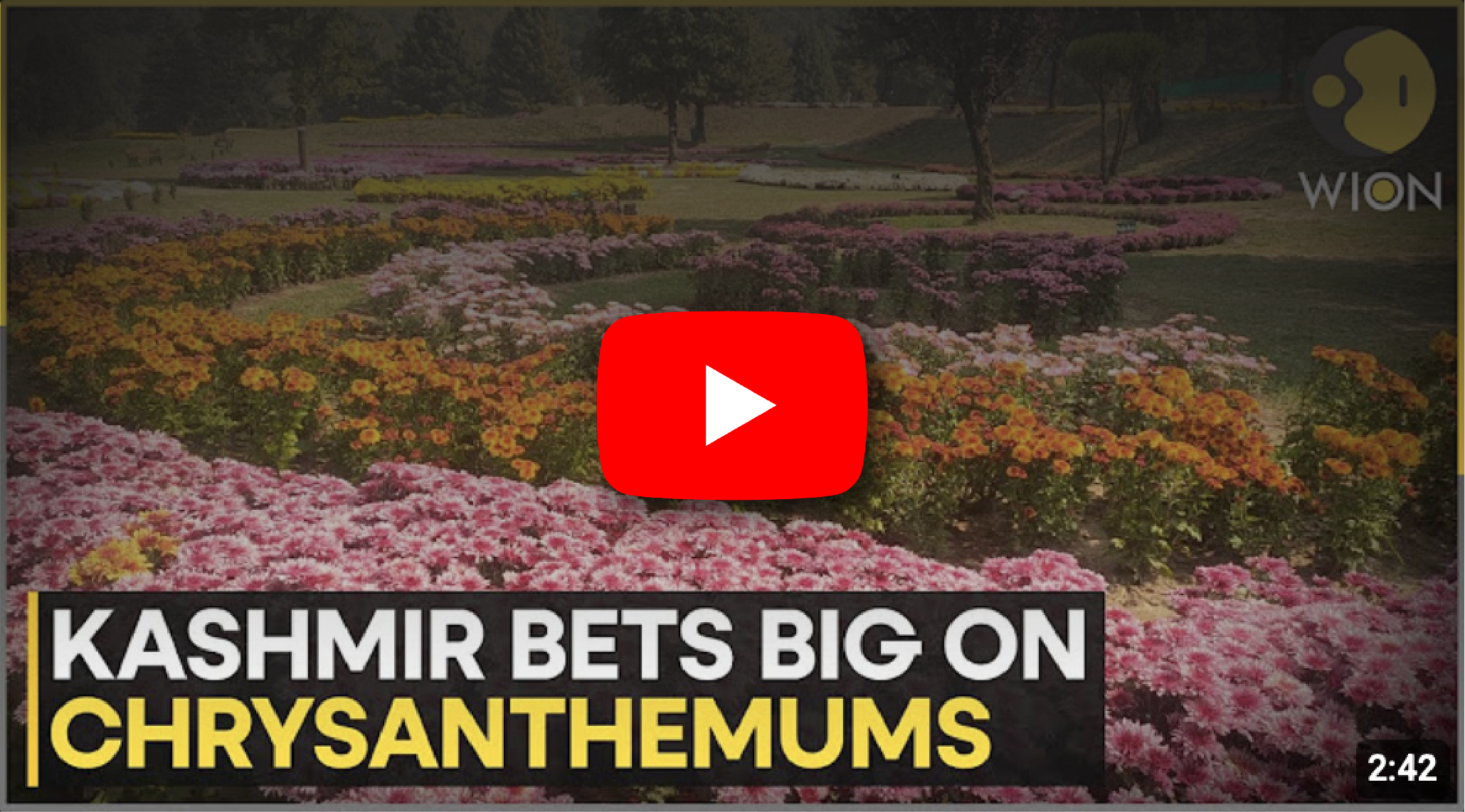 Watch Chrysanthemum Garden Bloom — November 2025