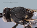 http://www.nmnh.si.edu/rtp/other_opps/images/projects_insects1.jpg