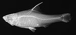 http://www.nmnh.si.edu/rtp/other_opps/images/projects_fish_xray.jpg