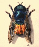 http://www.nmnh.si.edu/rtp/other_opps/images/projects_flies.jpg