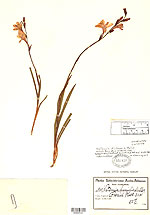 http://www.nmnh.si.edu/rtp/other_opps/images/projects_plants4.jpg